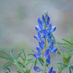 Lupinus angustifoliusFleur