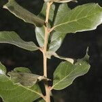 Quercus oleoides Листок