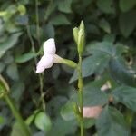 Asystasia intrusa Kwiat