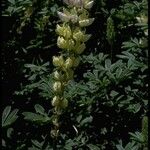 Lupinus luteolus Hábito