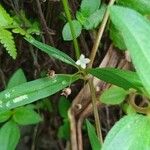Oldenlandia corymbosa 花