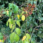 Micromelum minutum Leaf