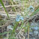 Myosotis arvensisFlower