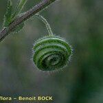 Medicago scutellata Corteza