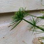 Cyperus haspan Flor