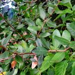 Myrcia palustris Leaf