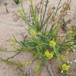 Camelina microcarpa Хабит