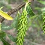 Salix fragilis Flor