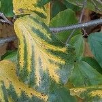 Parrotia persica Φύλλο