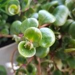 Sedum makinoi Folha