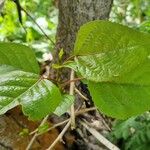 Populus balsamifera 葉