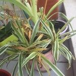 Chlorophytum capense Ліст