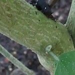 Hibiscus calyphyllus Kora