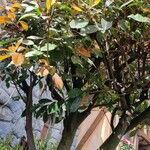 Photinia fraseri عادت داشتن