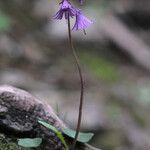 Soldanella carpatica Flor