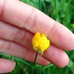 Ranunculus acris Çiçek