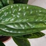 Monstera siltepecana Leaf