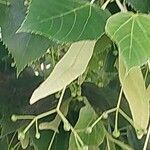 Tilia americana Φύλλο