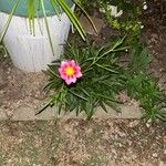 Coreopsis tinctoriaFlower