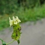 Sideritis hyssopifolia Blüte
