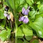 Viola × melissifolia Flower