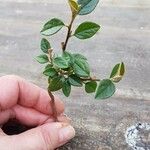 Cotoneaster simonsii Φύλλο