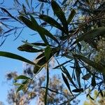 Acacia confluens List