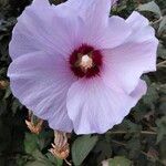 Hibiscus syriacusBlomst