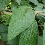 Viburnum × rhytidophylloides