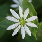 Stellaria aquatica Flower