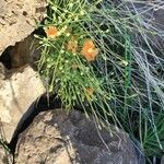 Papaver armeniacum Habitus