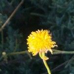 Santolina rosmarinifolia Blüte