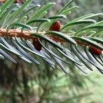 Picea brachytyla Otro
