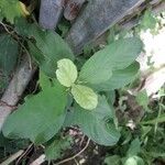 Ruellia tuberosa पत्ता