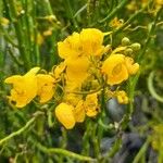 Senna crassiramea Flor