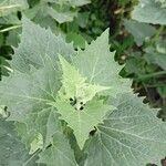 Atriplex sagittata Leaf