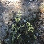 Agrostis stolonifera Flower