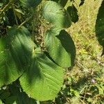 Rubus ellipticus Leaf
