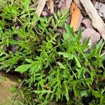 Rorippa sylvestris Leaf