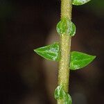 Selaginella vogelii 叶