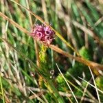 Erica spiculifolia Floare