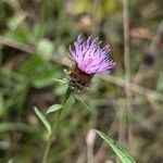 Centaurea decipiens Квітка