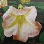 Brugmansia spp. Květ