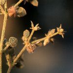 Fagonia glutinosa Otro