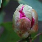 Rhododendron oreodoxa Other