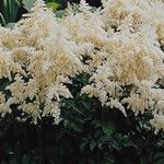 Astilbe japonica Habitatea