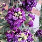 Matthiola incana Flor