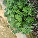 Oxalis pes-capraeഇല