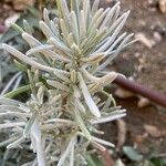 Lavandula × intermedia Leaf