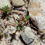 Trifolium scabrum Lorea